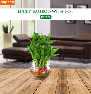 Lucky-bamboo-2-layer